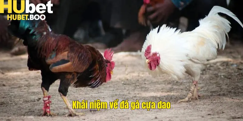 Khái niệm về đá gà cựa dao