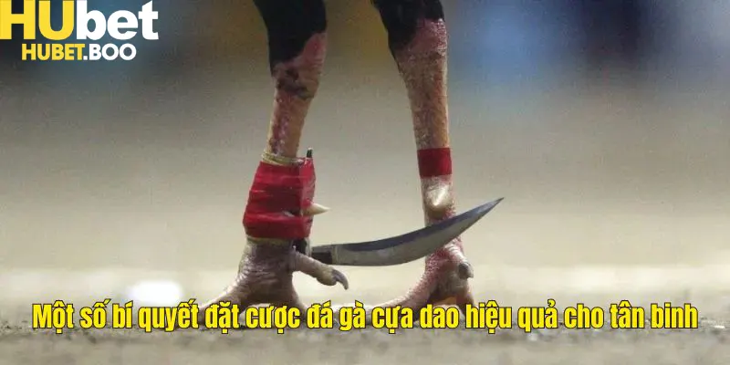 Một số bí quyết đặt cược đá gà cựa dao hiệu quả cho tân binh