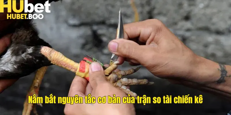 Nắm bắt nguyên tắc cơ bản của trận so tài chiến kê