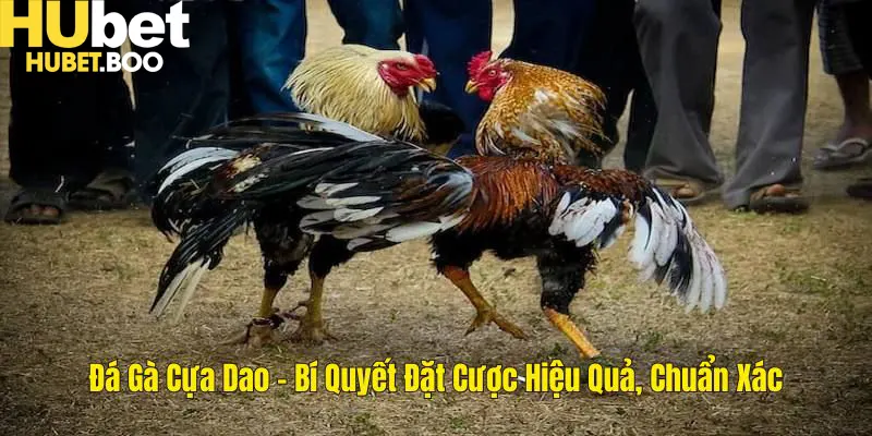 Đá Gà Cựa Dao - Bí Quyết Đặt Cược Hiệu Quả - Chuẩn Xác Tại Hubet