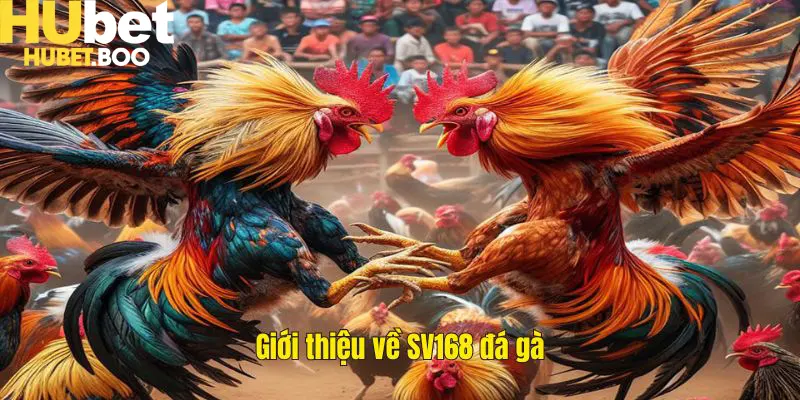 Giới thiệu về SV168 đá gà