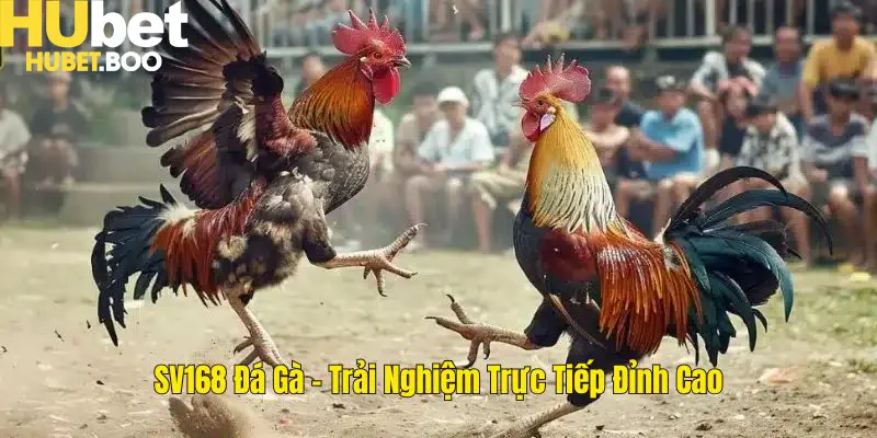 SV168 Đá Gà - Trải Nghiệm Chọi Gà Trực Tiếp Đỉnh Cao Cùng Hubet