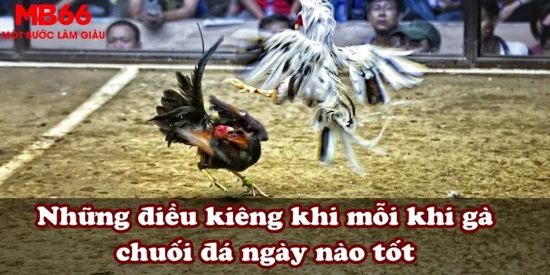 Gà chuối đá ngày nào tốt?